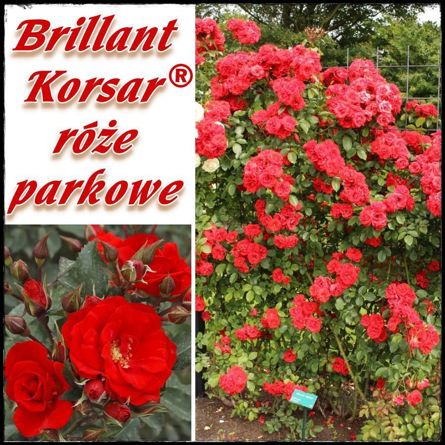 Brillant Kosar róże parkowe